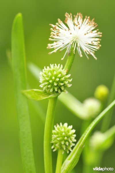 Kleinste egelskop