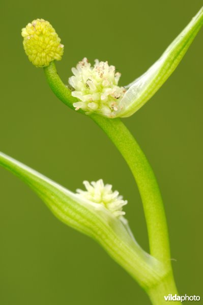 Kleinste egelskop