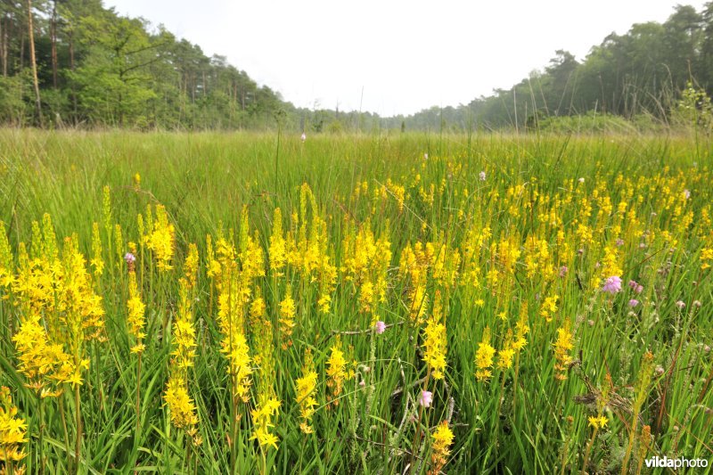 Natte heide met Beenbreek in de Zwarte beek