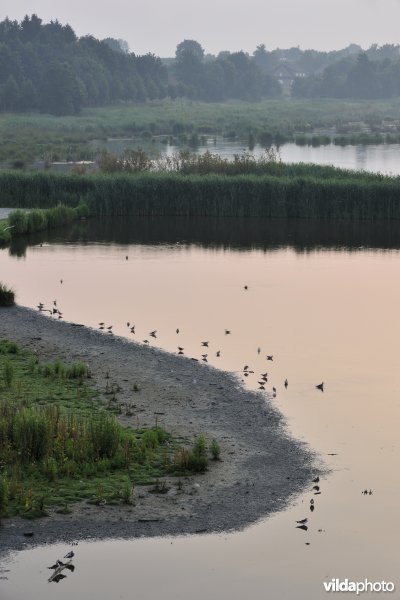 Jonge Kokmeeuwen aan het Vinne