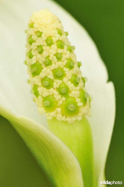 Bloem van Slangewortel