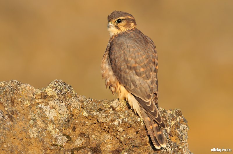 Smelleken op uitkijk