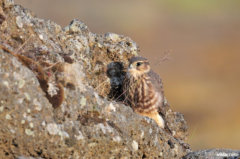 Jonge Smelleken verstopt zich