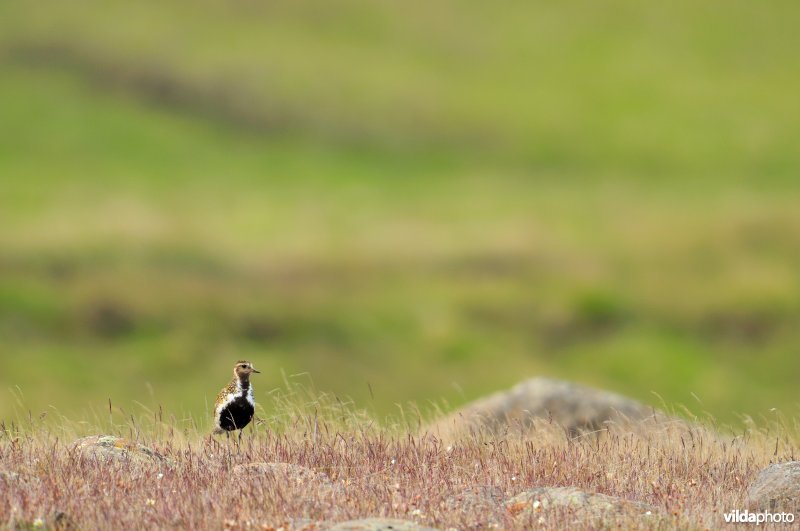 Goudplevier in IJsland