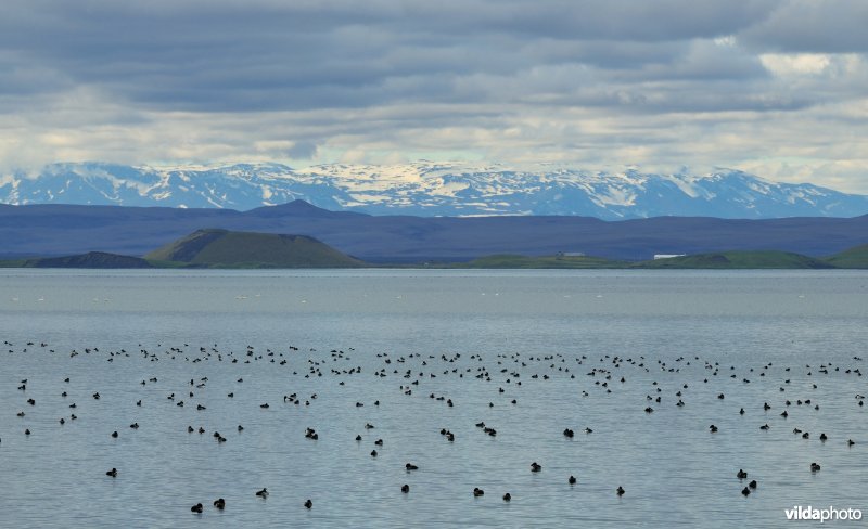 Mývatn meer
