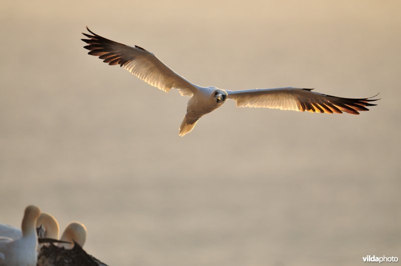 Jan-van-gent in vlucht