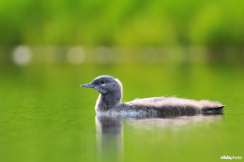 Jonge Roodkeelduiker