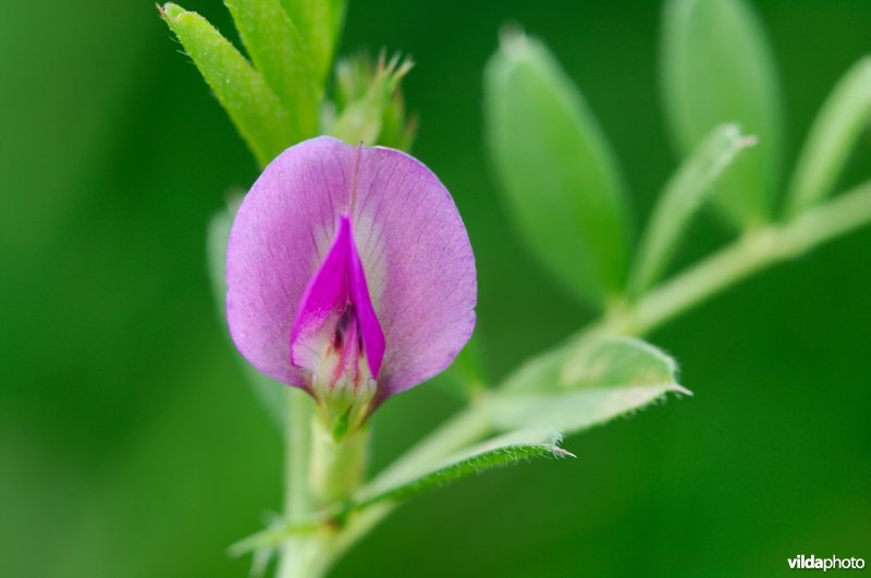 Bloempje vergeten wikke
