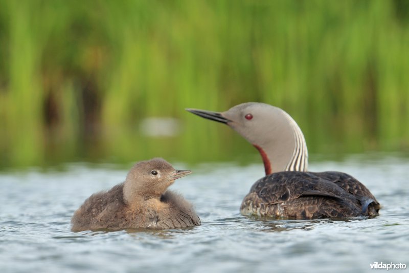 Roodkeelduiker met jong