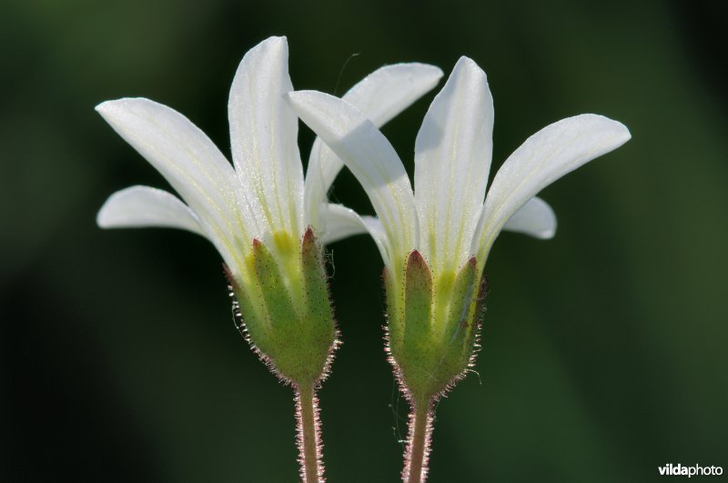 Bloempjes knolsteenbreek