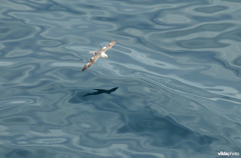 Noordse stormvogel scheert over de golven