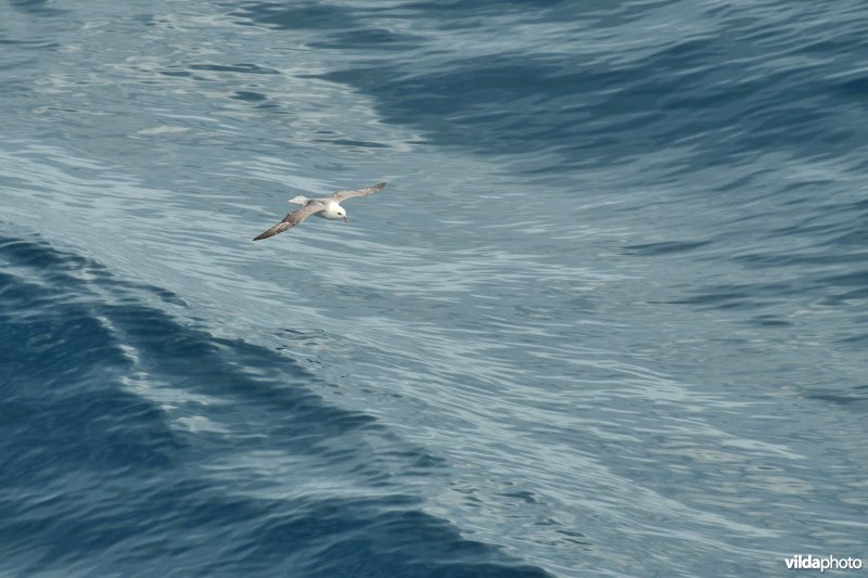 Noordse stormvogel
