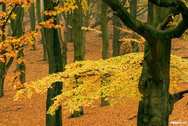 Herfstig beukenbos