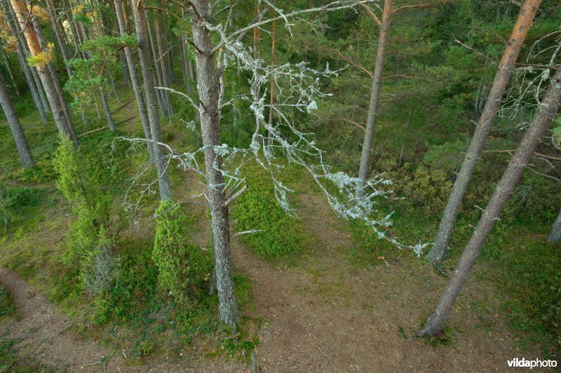 Scandinavisch bos