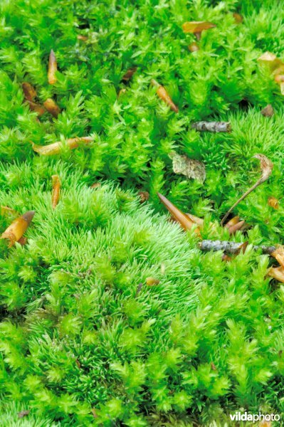 Kussentjes- en ander mos