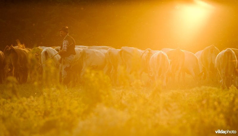 Hongaarse herder met kudde