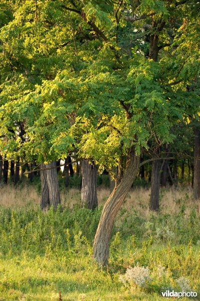 Robinia