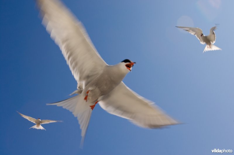 Visdieven in vlucht