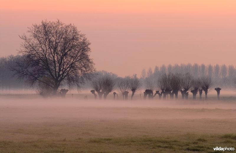 Rhijnauwen