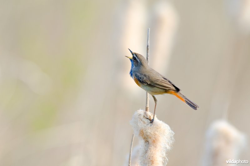 Blauwborst op lisdodde