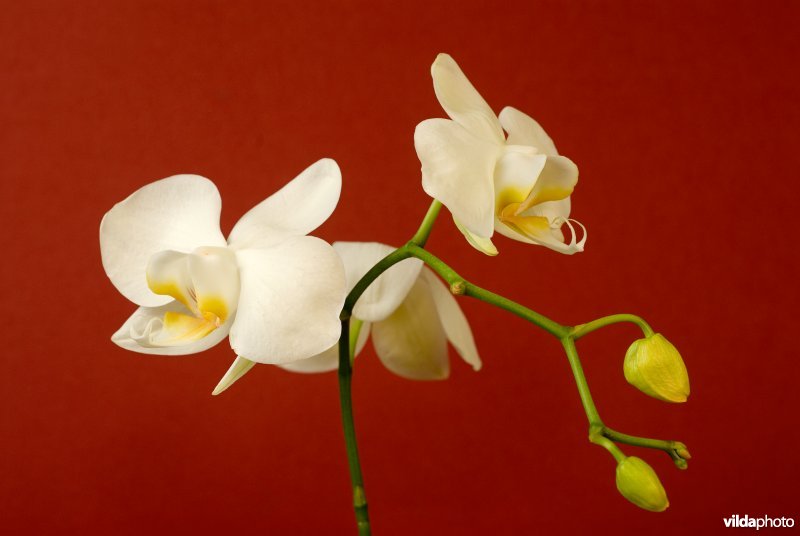 Phalaenopsis orchidee