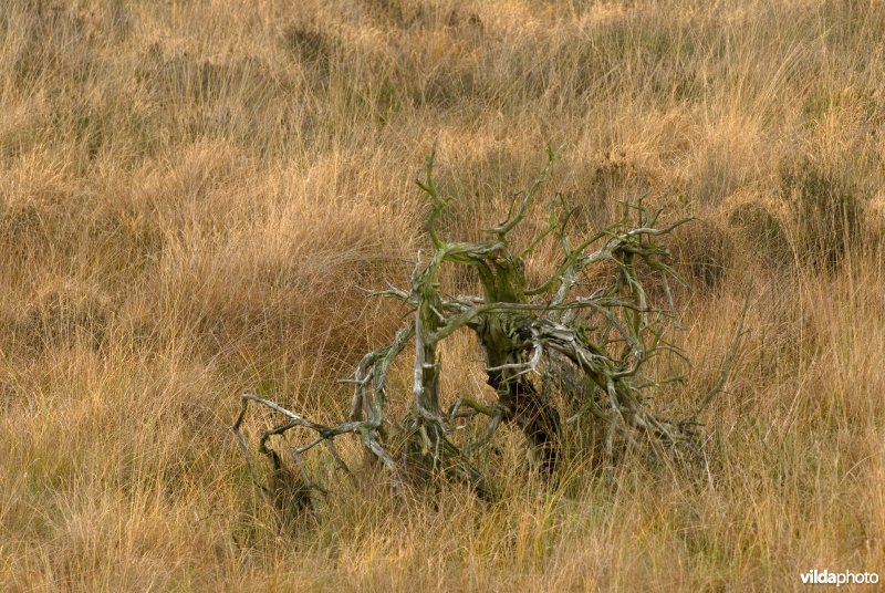 Boomskelet in veen