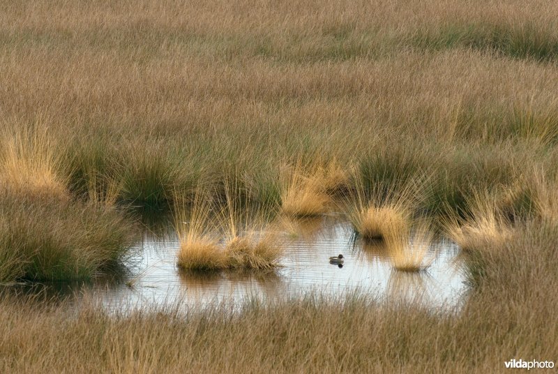 Wintertaling in ven