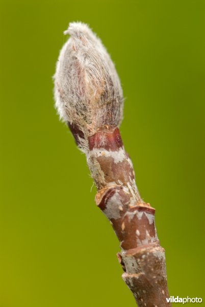 Bladknop van Lijsterbes