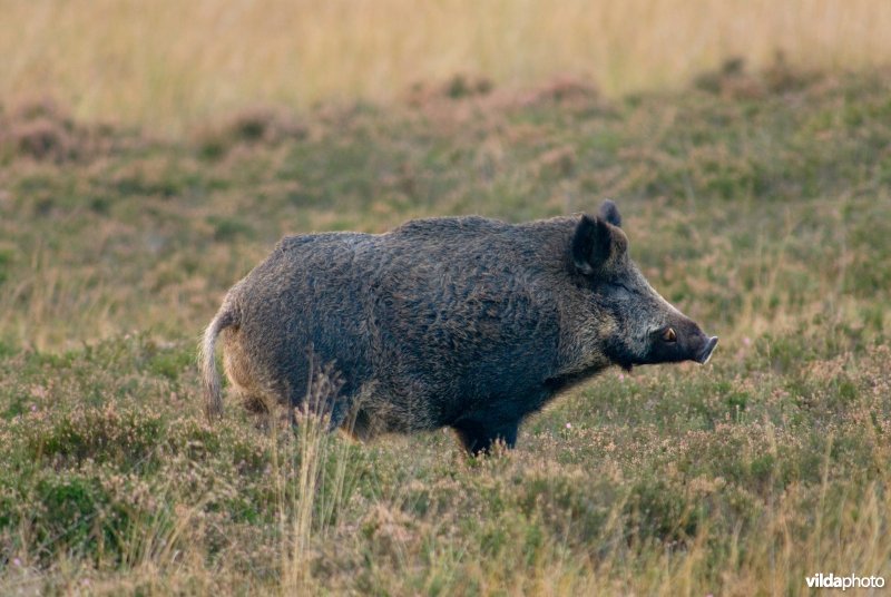 Wild zwijn