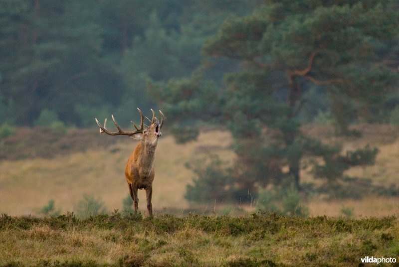 Bronstig edelhert