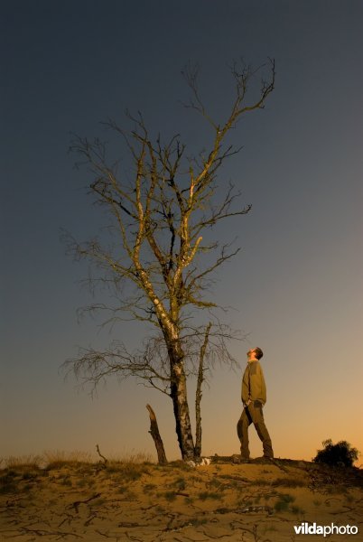 Boswachter inspecteert boom