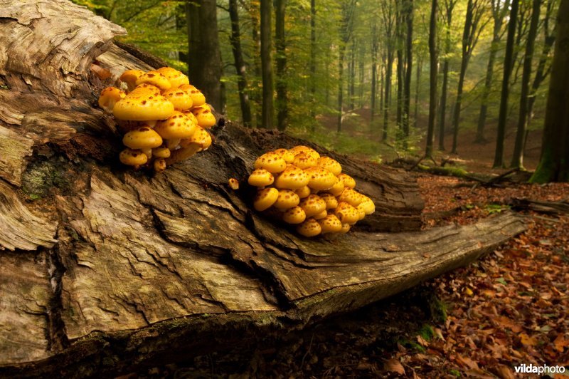 Goudvliesbundelzwammen op beukenhout