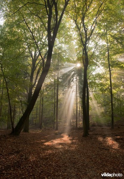 Zonnestralen in een beukenbos