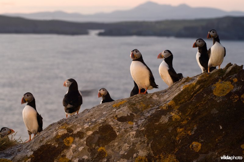 Papegaaiduikersocieteit