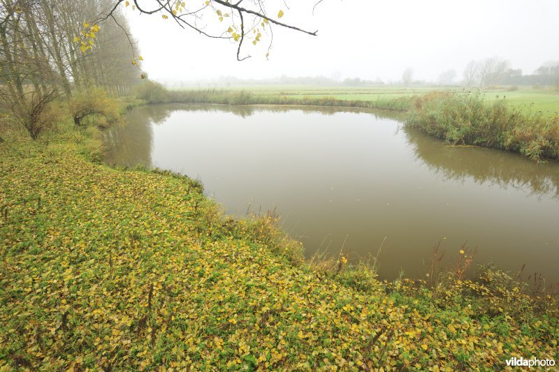 Paardenweide in Berlare