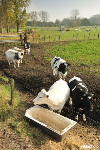 De Weimeersen deel 1 in de Kalkense meersen