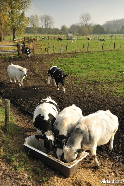 De Weimeersen deel 1 in de Kalkense meersen