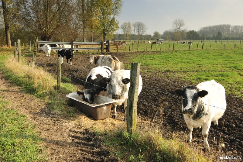 De Weimeersen deel 1 in de Kalkense meersen