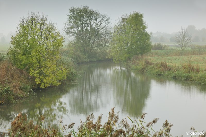 Paardenweide in Berlare