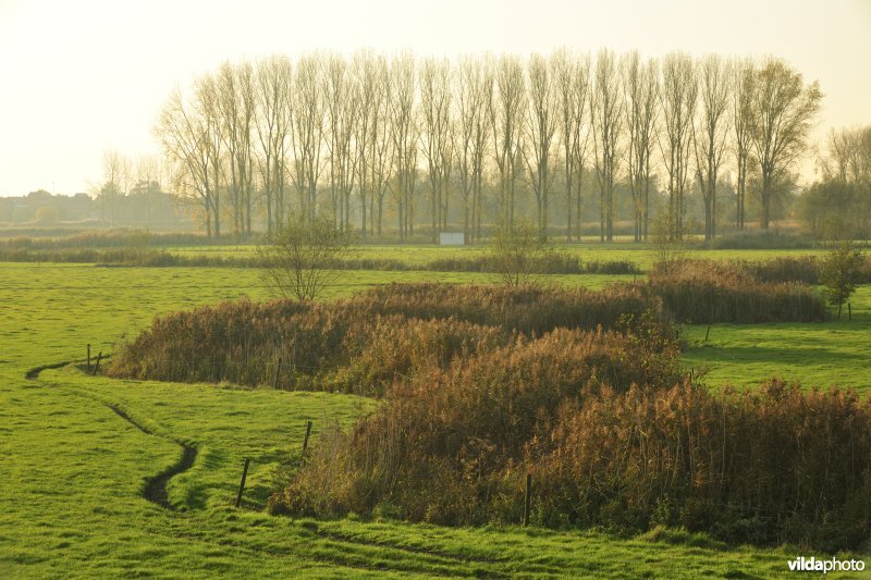 Paardenweide in Berlare