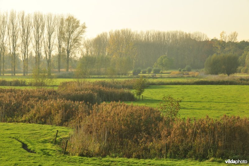 Paardenweide in Berlare