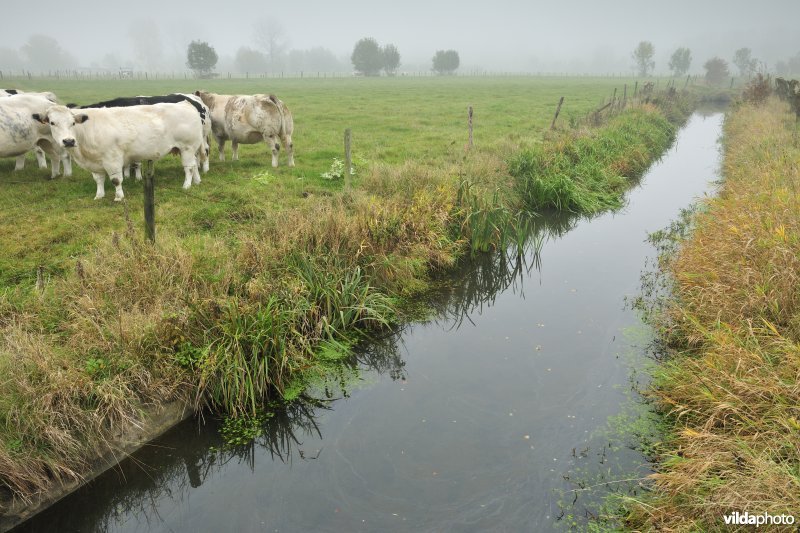 De Weimeersen deel 1 in de Kalkense meersen