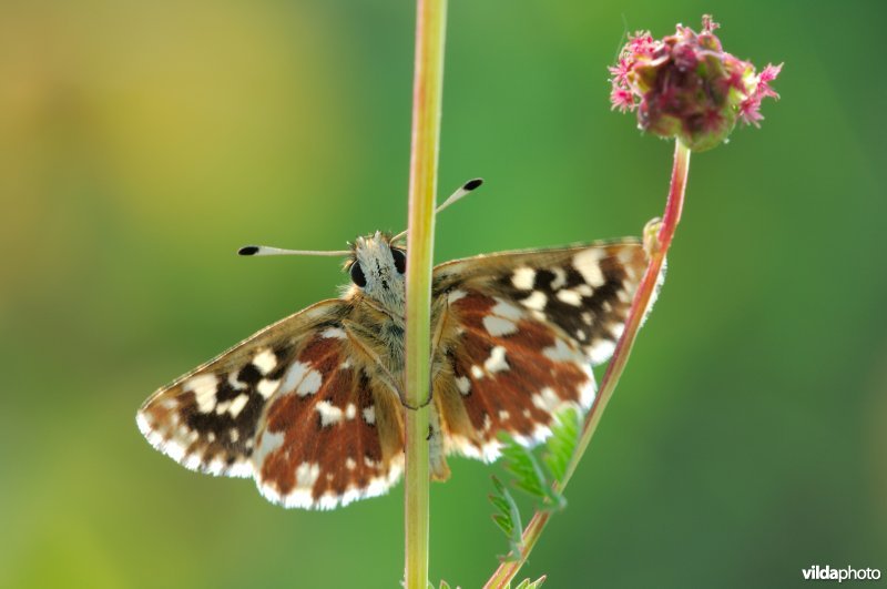 Kalkgraslanddikkopje op pimpernel