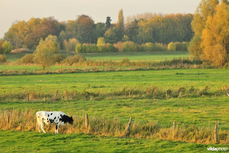 Bergenmeersen in Wichelen