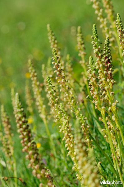 Veldje poppenorchissen