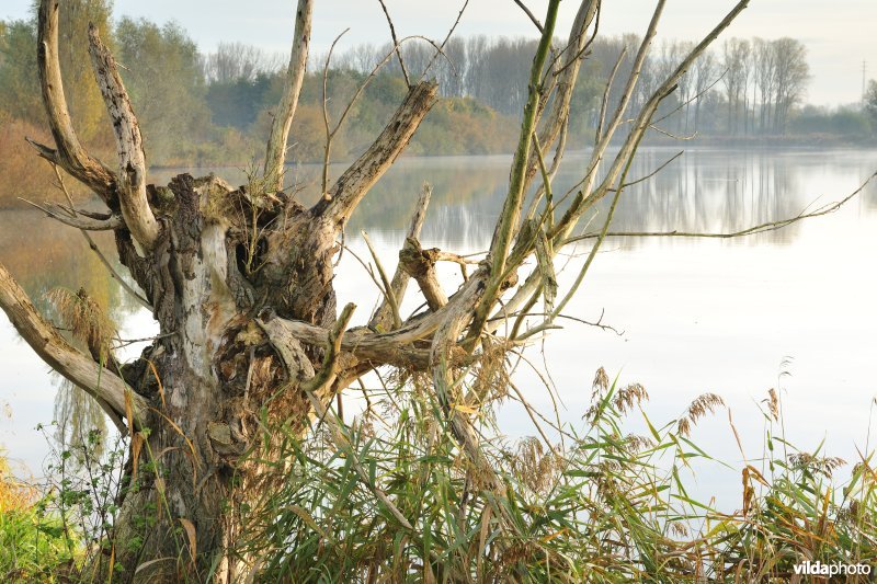 Natuurreservaat de Oude Durme