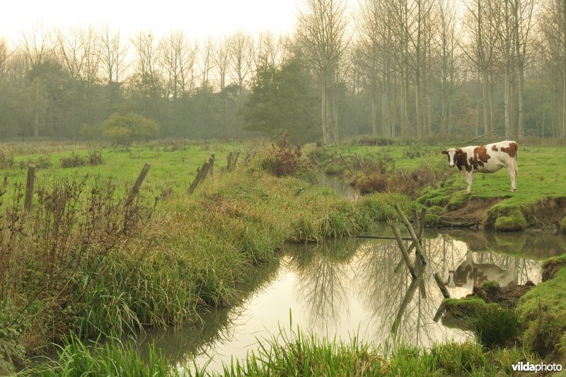 Polder van Kruibeke-Bazel-Rupelmonde