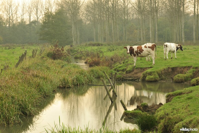 Polder van Kruibeke-Bazel-Rupelmonde