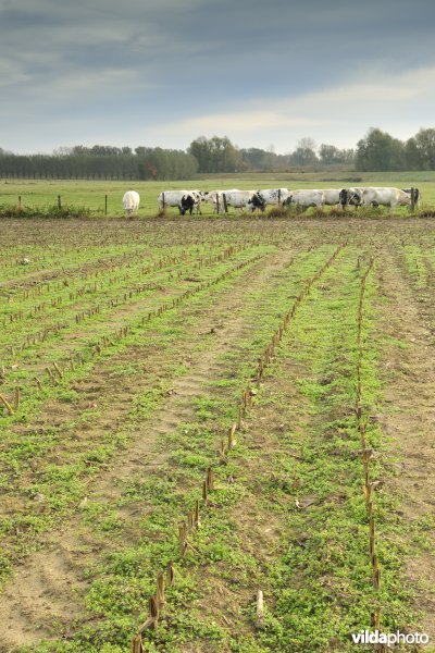 Klein Broek in Temse