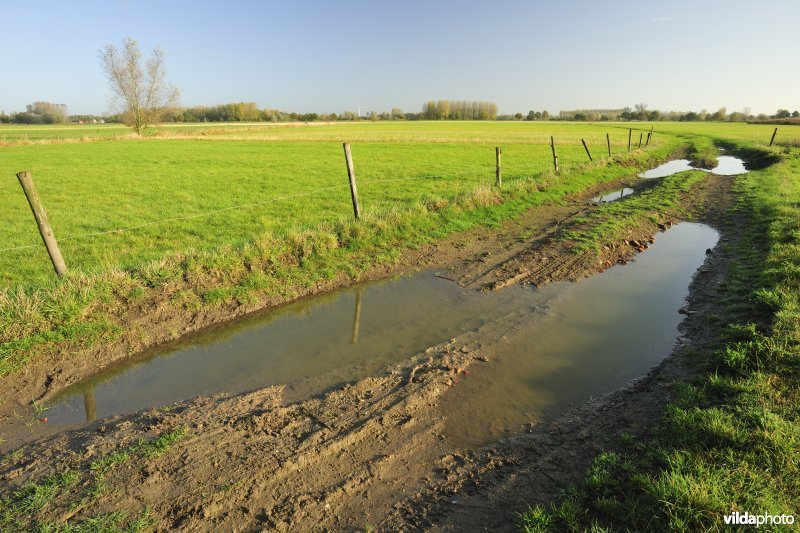 Aeldries in de Kalkense meersen